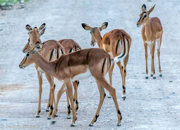 16-Etosha_5000297-Springbok femelles   -   13 février 2017
